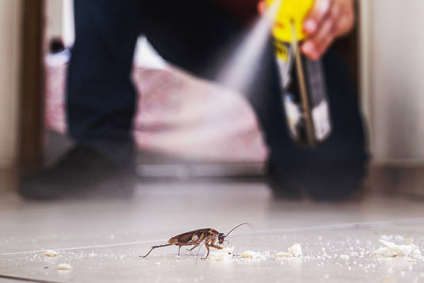 Best Spider Control Near Me  in North Hartsville, SC